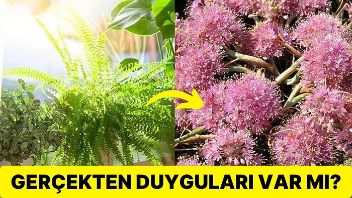 Doğanın Vazgeçilmez Bir Bütünü Olan Bitkilerin Gerçekten Hisleri Var mı?