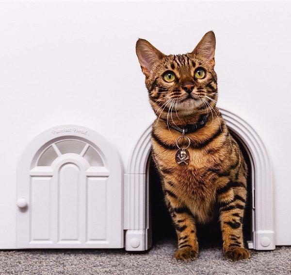 4. Evcil hayvan kapısı, kedinizin güvenli cenneti için sihirli bir portaldır.