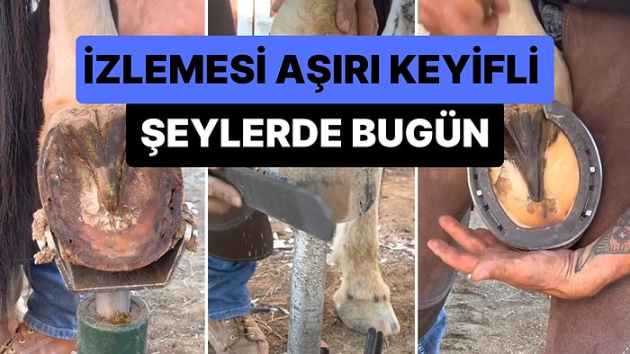 İzlemesi Aşırı Keyifli Şeylerde Bugün: At Toynağının Temizlenmesi ve Temizlenmiş Toynağa Nal Çakılma Anları