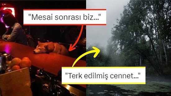 Fotoğraf Çekmek İsterken Yanlışlıkla Rönesans Tablosu Yaratan Kişilerden Muazzam Kareler