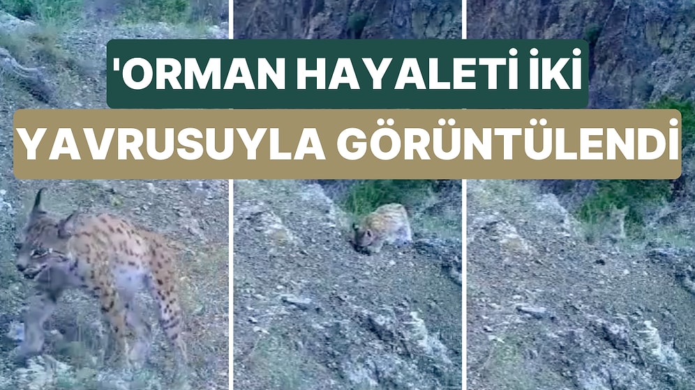 Koruma Altındaki Vaşak Türlerinden Biri Olan 'Orman Hayaleti' İki Yavrusuyla Birlikte Görüntülendi