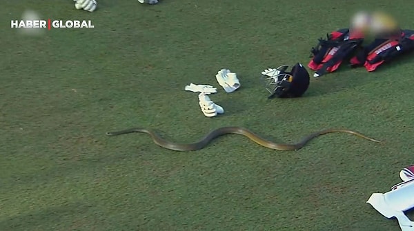 Başkent Colombo'da Galle Titans ile Dambulla Aura arasında oynanan kriket maçında sahaya giren devasa yılanı kimse dışarıya çıkaramadı.