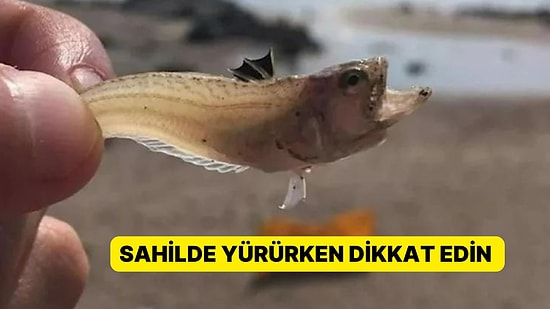 Uzmanlardan Tatilcilere Uyarı: Bu Balığa Dikkat Edin