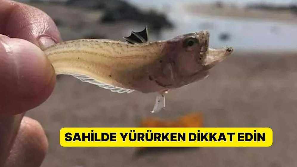 Uzmanlardan Tatilcilere Uyarı: Bu Balığa Dikkat Edin