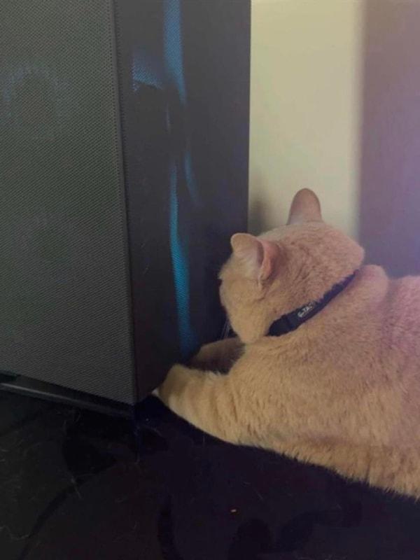 6. "Kedim bilgisayardan sıcaklık geldiğini fark edince patilerini böyle ısıtmaya başladı..."