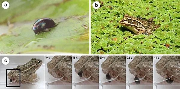 1. Japonya'da yaşayan bir su böceği türü, kurbağalar tarafından yenildiklerinde sindirilmek yerine sapasağlam bir şekilde anüslerinden geri çıkıyor!