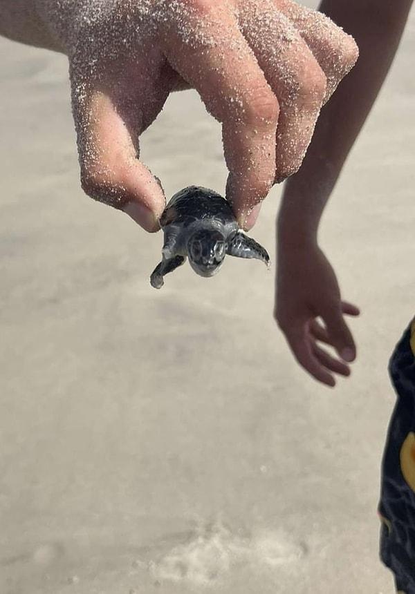 3. Hayata veda edeli henüz çok olmamış bebek deniz kaplumbağası:
