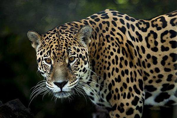 8. Bakışlarıyla insanın içini titreten asil, cüsseli ama korkutucu bir jaguar: