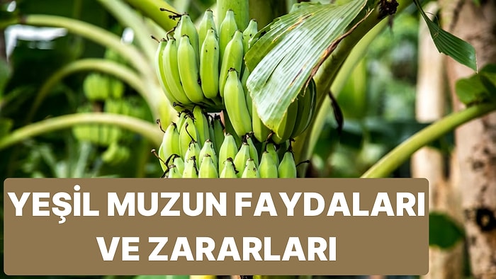 Yeşil Muzun Zararları ve Faydaları Nelerdir?