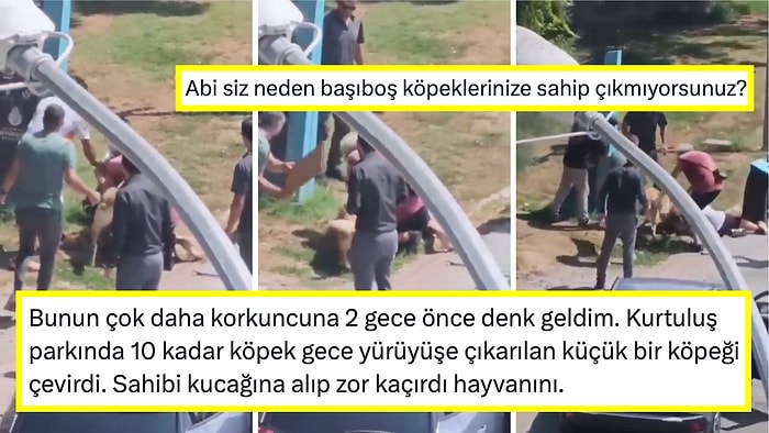 Başıboş Köpeklere Tepki Büyüdü! Moda Sahilindeki Tasmasız Köpeğin Saldırısı Panik Yarattı