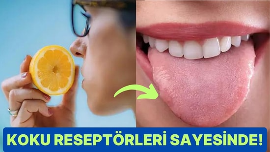 Tat Alma Duyusu ile Koklama Duyusu Arasındaki Bağlantılar Nedir?