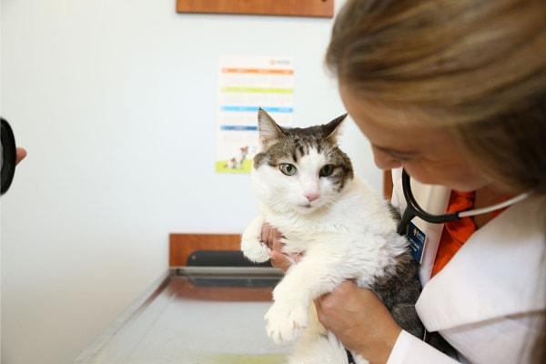Araştırmalar, kedi sahiplerinin obezite riskini hafife aldığını gösteriyor.
