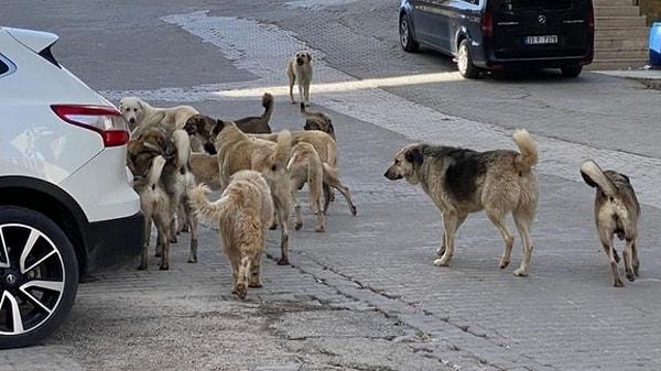 Son dönemde öne çıkan saldırı, yaralama ve ölüm vakalarıyla Türkiye'de bir sokak köpekleri sorunu olduğu aşikar.