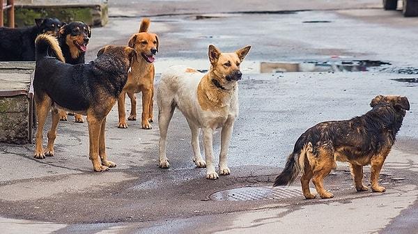 Belediyelerin yetersiz kalan denetimleri nedeniyle kontrolsüz bir şekilde üremeye devam eden sokak köpekleri barınma ve açlık yüzünden sık sık insanlara saldırmaya başladı.