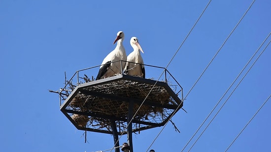 Leylekler İçin Kocaeli’nde Elektrik Önlemi: Tüm Hattı Kestiler