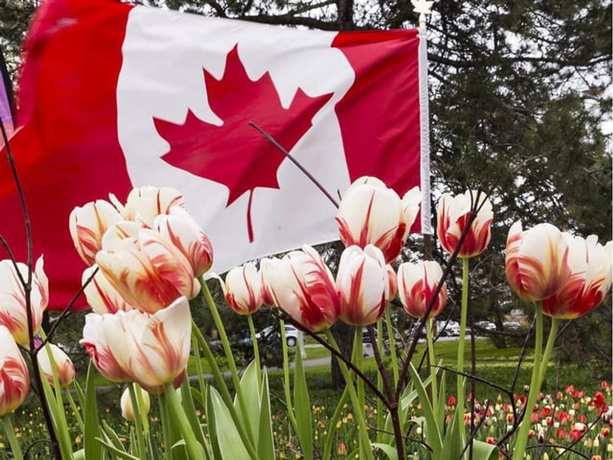 национальный цветок канады