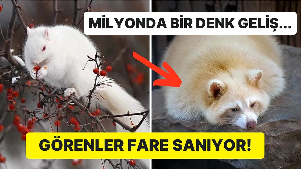 Sevimlilikleriyle Gününüze Neşe Katacak Daha Önce Muhtemelen Hiç Görmediğiniz 21 Albino Hayvan