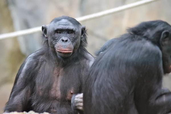 14. Şempanzeler öldürmek yerine hasar vermeye odaklanır.