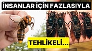 "Katil Eşek Arısı" Olarak da Bilinen Dev Japon Arısı Hakkında Birbirinden Korkunç Gerçekler