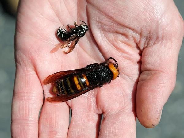 Japon arıları böceklerle beslenirler; ayrıca diğer arı türleri (bal arısı vb.) ile de besleniyorlar...