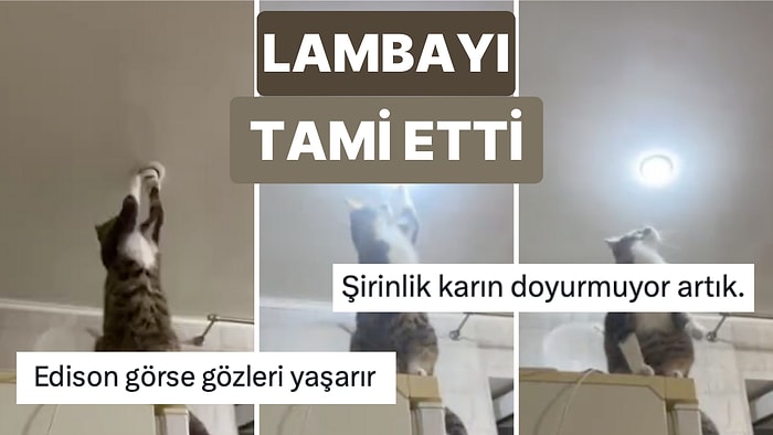 Bozuk Olan Lambayı Tamir Eden Kedi, Kedilerin Kesinlikle Sıradan Varlıklar Olmadığını Kanıtladı