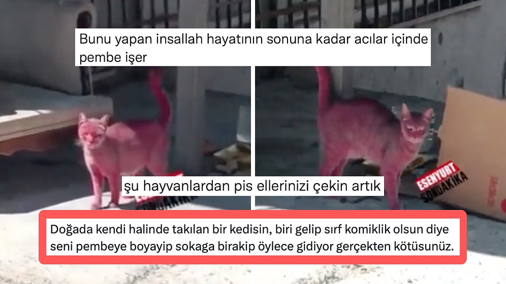 Esenyurt'ta Pembeye Boyanan Sokak Kedisi Sosyal Medya Kullanıcılarının Tepkisini Çekti