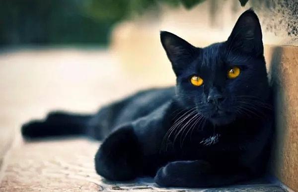 Kara kedi uğursuzluk getirir: