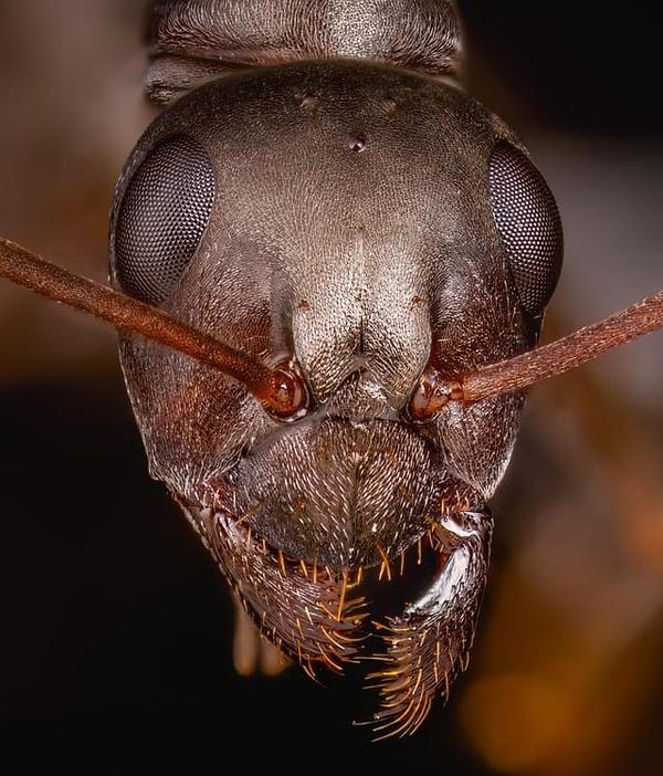 2. Bir karıncanın biyometrik fotoğrafı 👇    Bu fotoğrafın hangi hayvana ait olduğunu bulabilir misiniz?