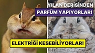 Kendi Aralarında Şehirleri Var! Sincaplar Hakkında Duyduğunuzda Kulaklarınıza İnanamayacağınız 22 Gerçek