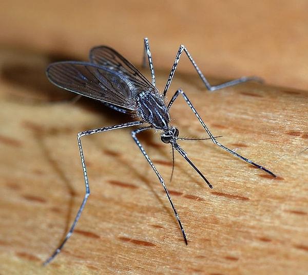 Sivrisinekler insanlara taşıdıkları hastalıkları kan emme sırasında insanların veya diğer canlıların kanına karıştırdıkları tükürükleri yoluyla bulaştırıyorlar.