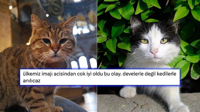 Kedilerin Dünyaya Türkiye'den Yayıldığı Paylaşımına Gelen Birbirinden Komik Yanıtlar