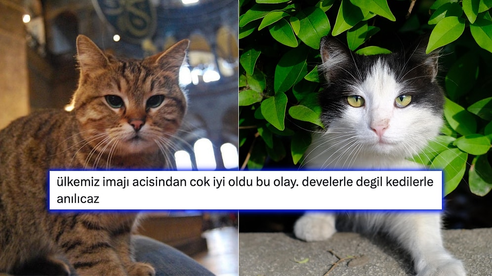 Kedilerin Dünyaya Türkiye'den Yayıldığı Paylaşımına Gelen Birbirinden Komik Yanıtlar
