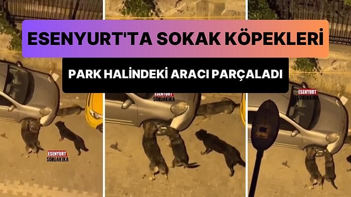 Esenyurt’ta Sokak Köpekleri Park Halindeki Bir Aracın Tamponunu Parçaladı