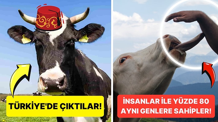 İnekler Hakkında Daha Önce Hiçbir Yerde Duymadığınız Birbirinden İlginç 21 Bilgi