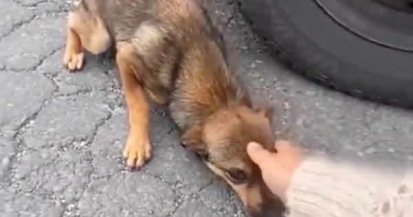 Sosyal medyada yayılan bir videoda küçük bir köpek, kendisine elini uzatan kadının şiddet uygulayacağını düşündüğü için oldukça gerildiği görülüyor.
