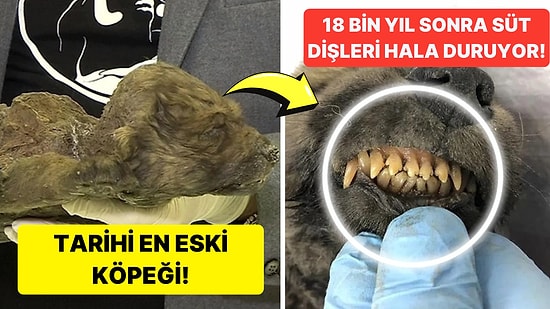 Sibirya Permafrostunda Donmuş Bulunan 18 Bin Yaşındaki Kalıntılar Köpeklerin İlk Atası Olabilir mi?