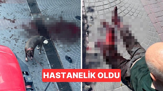 İstanbul'da Sokağa Serbest Bırakılan Pitbull Cinsi Köpek Yaşlı Adama Saldırdı