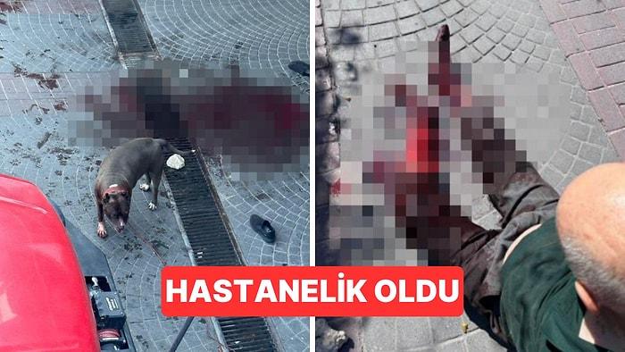 İstanbul'da Sokağa Serbest Bırakılan Pitbull Cinsi Köpek Yaşlı Adama Saldırdı
