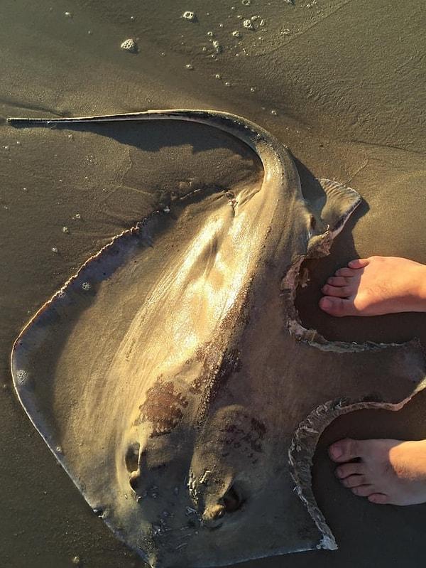 1. Son derece vahşi bir biçimde ısırlmış olan vatoz balığı: