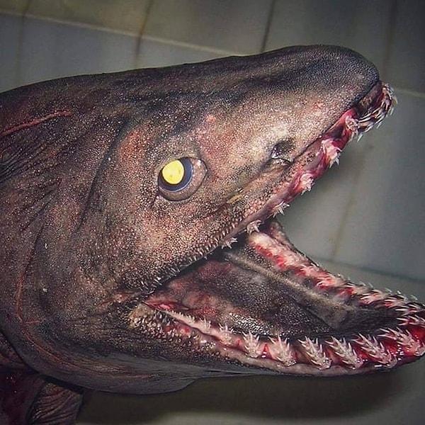 12. Dişçi randevusunu kaçırdığı belli olan bir derin deniz balığı: