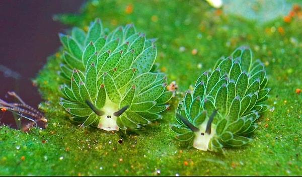 Boyları 5 mm ila 1 cm arasında değişen bu minik canlılar, yaygın olarak Japonya, Endonezya ve Filipinler'de bulunur.