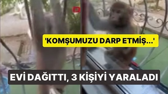 Büyükçekmece'de Maymun Paniği: Evi Dağıttı, 3 Kişiyi Yaraladı!