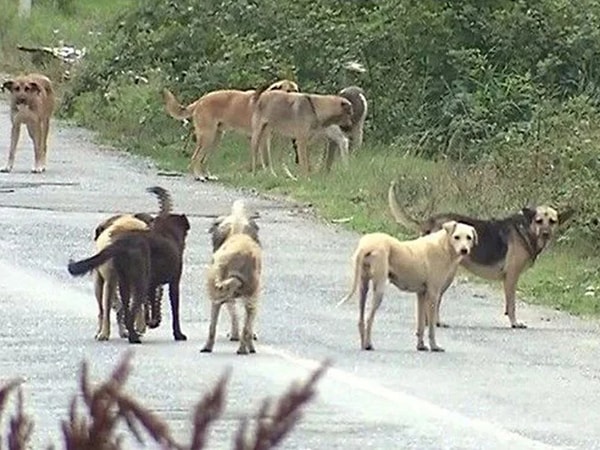 Bir diğer bölüm ise suçlunun köpekler değil, yeteri kadar kısırlaştırma yapmayan yönetimler olduğunu belirterek, uyutmanın katliam olacağını savunuyor.