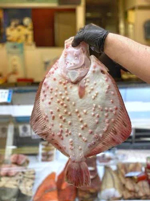 Kalkan balığı, lezzetiyle deniz ürünleri arasında öne çıkan balıklardan biri. Kalkan balığının kilosu ortalama 850 liradan satılıyor.