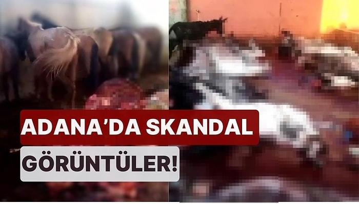 Adana'da Skandal Görüntüler! At ve Eşek Kesip Satma Planı Yapan Mekana Baskın Yapıldı