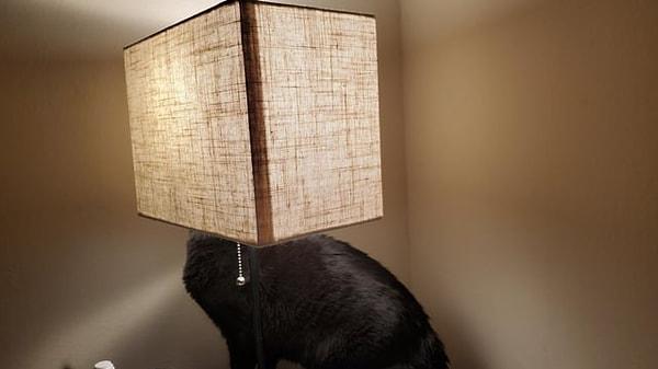 4. 'Kedi lambası:'