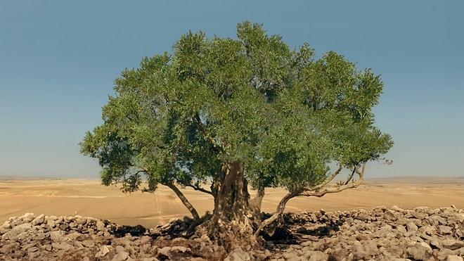 Her Bir Zeytin Ağacını Son Ağaç Gibi Korumamız Gerektiğini Gösteren 7 Gerçek