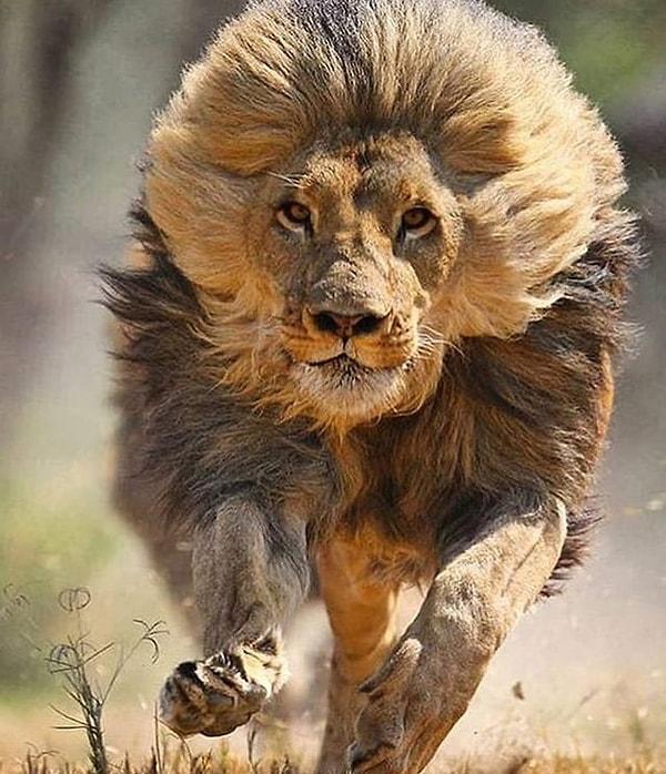 9. Koşarken bile asaletinden bir damla kaybetmeyen bir aslan: