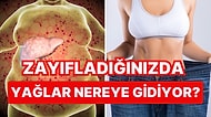 Diyet Sürecinde Aklınıza Takılan O Soruyu Yanıtlıyoruz: Zayıfladığınızda Yağlar Nereye Gidiyor?