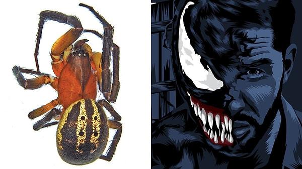 Avustralya’da yeni keşfedilen bir örümceğe, Hardy’nin Venom’undan ilhamla Venomius tomhardyi adı verildi.